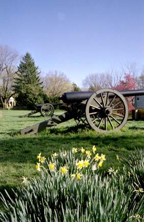 cannon and daffodils