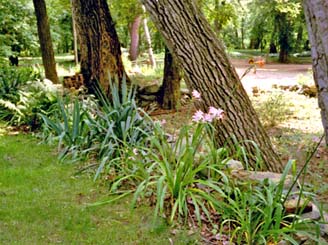 flowers and trees