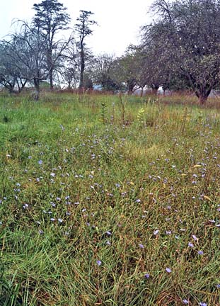 wildflowers and trees