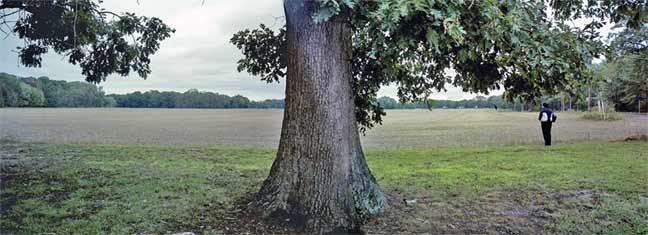 Field with tree