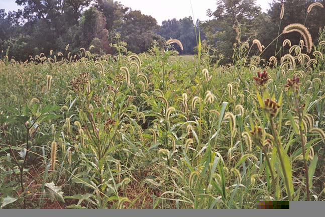 tall grass