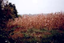 corn field