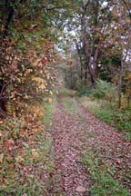 country lane