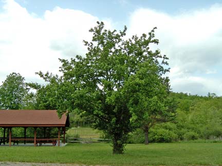 Laurel Hill Park