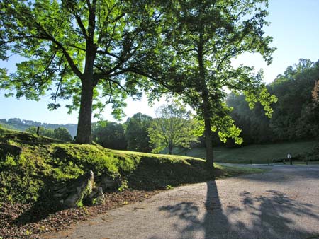 trees, grass, asphalt