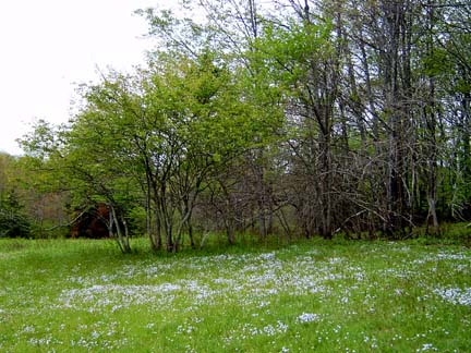 landscape on Cheat Mtn.