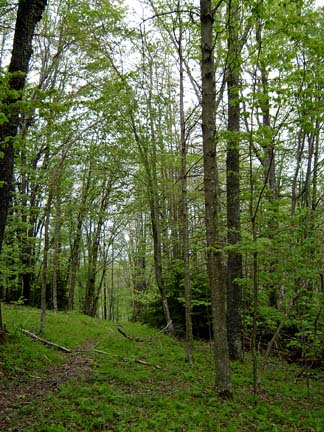 woodland